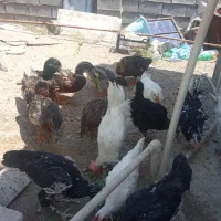 فروش مرغ و خروس و اردک