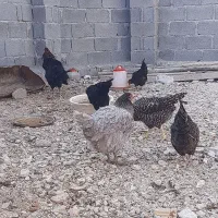 مرغ وخروس لاری ومحلی