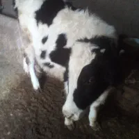 گوساله ماده|حیوانات مزرعه|آبگرم, |دیوار