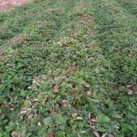 نهال توت فرنگی سابرینا|خدمات باغبانی و درختکاری|خان ببین, |دیوار