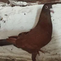 کبوتر سرخ|پرنده|مشهد, شهرک شیرین|دیوار