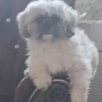 سگ شیتزوپیکینوا|سگ|بندر انزلی, ساحل قو|دیوار