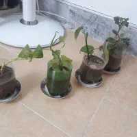 گلدون گل قاشقی کوچک دونه ای ۵۰۰۰۰ تومن|گل و گیاه طبیعی|سبزوار, توحیدشهر|دیوار