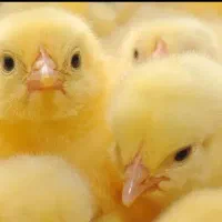 جوجه گوشتی،ومحلی برای خرید پیام بدید