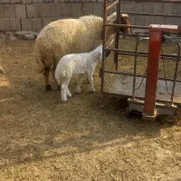 3عدت  شک اول شکم دوتا زاید یکی بره گرفت|حیوانات مزرعه|آبدانان, |دیوار