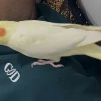 عروس هلندیم گمشده|حیوانات|دزفول, |دیوار