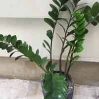 گیاه طبیعی