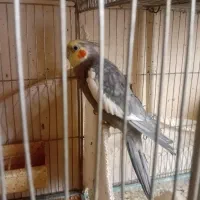 یک عروس هلندی یک جفت مرغ عشق و یک جفت فنچ