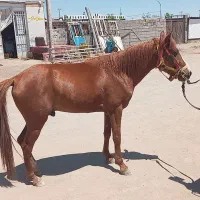 سلام کردتاخت ویورقه|اسب و تجهیزات اسب‌سواری|بیرجند, |دیوار