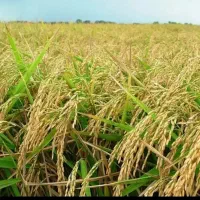 زمین کشاورزی دو محصول