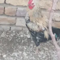 پنج تا خروس خودمانی