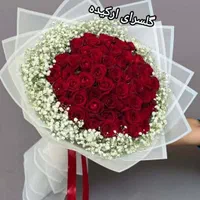 گل رز هلندی|گل و گیاه طبیعی|دوگنبدان, |دیوار