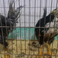 فروش مرغ و خروس|حیوانات مزرعه|جم, |دیوار