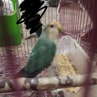 کوتوله|پرنده|قم, نیروگاه|دیوار
