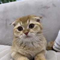 فروش گربه اسکاتیش دبل فولد نر سه ماهه رنک گلد|گربه|آمل, |دیوار