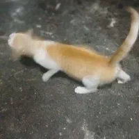 ادم