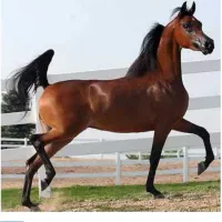 کره مادیان عرب دوسر وارداتی
