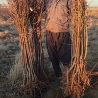 نهال انگورومیوه