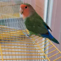 طوطی برزیلی