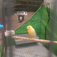 قناری ماده جفتی سهره