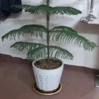 گلهای طبیعی|گل و گیاه طبیعی|هشتگرد, هشتگرد قدیم|دیوار