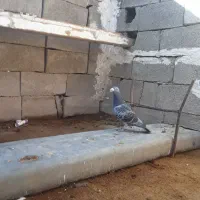 کرز کمیاب نر|پرنده|خرم‌آباد, |دیوار