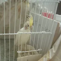 عروس هلندی ۱۳۴۵