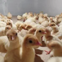 جوجه بوقلمون نژاد بی یو تی|حیوانات مزرعه|تهران, فردوسی|دیوار