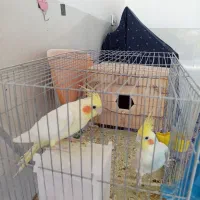 جفت عروس هلندی|پرنده|زرند, |دیوار