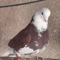 کبوترهماسرور|پرنده|کهریزک, |دیوار