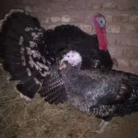 باغلمون نر ماده سالم تخم گذار|حیوانات مزرعه|شامکان, |دیوار