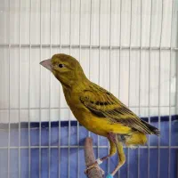 سهره و قناری|پرنده|کرمان, |دیوار