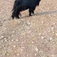 بعده تخمی گله داری روزگاری