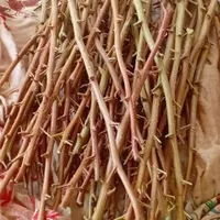استادپیوندزنی درخت پسته|خدمات باغبانی و درختکاری|شاهین‌شهر, گزبرخوار|دیوار