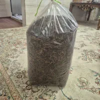 چایی لاهیجان