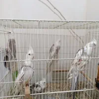 نرو ماده عروس هلندی دوکت آلبینو خوشگل 3 جوجه بزرگ|پرنده|مشهد, هدایت|دیوار
