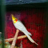 یه جفت عروس لوتیتو مولد جوان.دستی