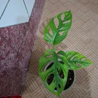 گل پتوس حصیری و قاشقی