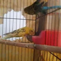 مرغ عشق|پرنده|اصفهان, حصه جنوبی|دیوار