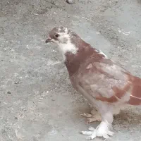 کفتر|پرنده|نقده, |دیوار