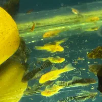 لجن خوار پوزه بوته ای باله بلند و کوتاه