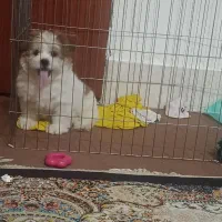 سگ شیتزو فلت