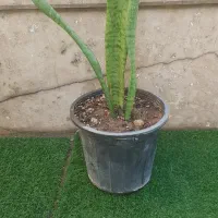 گل وگیاه سرسبزی