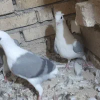 پشت گراف سبز کاکلی عطیقه|پرنده|مشهد, شهید معقول|دیوار