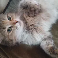 اسکاتیش بریتیش لانگ هیر اصیل