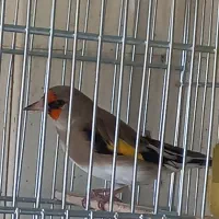 سهره نرشلاقی و شلوسفت|پرنده|برخوار, |دیوار