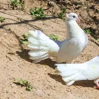 کفتر دمچتری