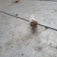 کبوتر مایا ساری باش معاوضه با کلفه نر