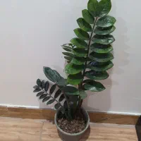 زاموفیلیا  بلک