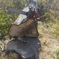 خرید چوب  درخت تخته